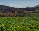 Vignes partiellement brûlées par le feu qui a ravagé les corbières, dans l'Aude, en août 2025