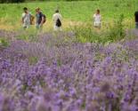 ACTIVITÉ NATURE "UNE BALADE NATURE AU MILIEU DES LAVANDES"