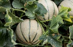 Fête du melon Pezens - Carcassonne Agglo 2025