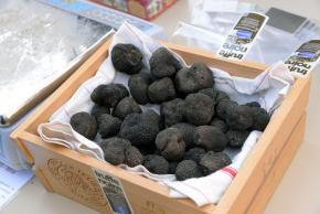 Association des trufficulteurs de l'Aude