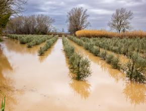 Des champs d'oliviers inondés dans les Basses plaines de l'Aude, en janvier 2026.