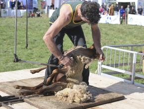 la tonte des moutons à la foire d'espezel dans l'Aude