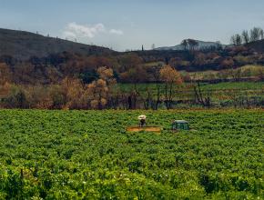 Vignes partiellement brûlées par le feu qui a ravagé les corbières, dans l'Aude, en août 2025