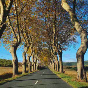 Allée d'arbres dans l'Aude