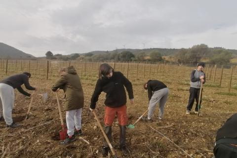 Les collégiens de Jules-Ferry et lycéens de Lacroix aident à la replantation des Corbières suite au méga feu.