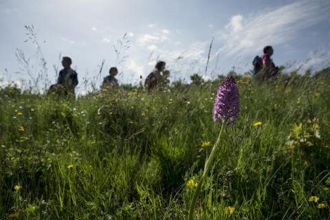 Promeneurs dans un champ avec des fleurs en premier plan