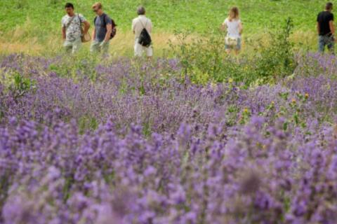 ACTIVITÉ NATURE "UNE BALADE NATURE AU MILIEU DES LAVANDES"