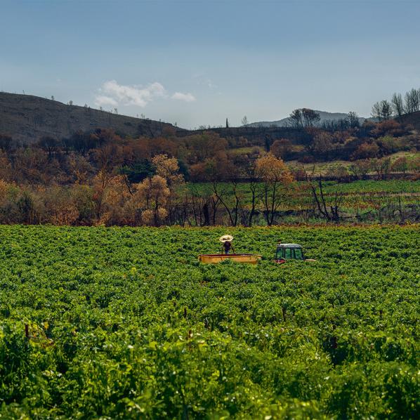 Vignes partiellement brûlées par le feu qui a ravagé les corbières, dans l'Aude, en août 2025
