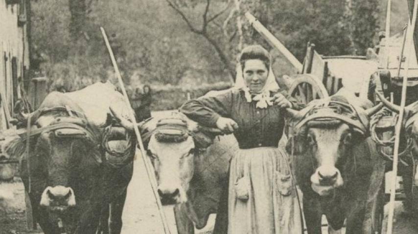 Femme agricultrice début du 20e siècle dans l'Aude, entourée de vaches.