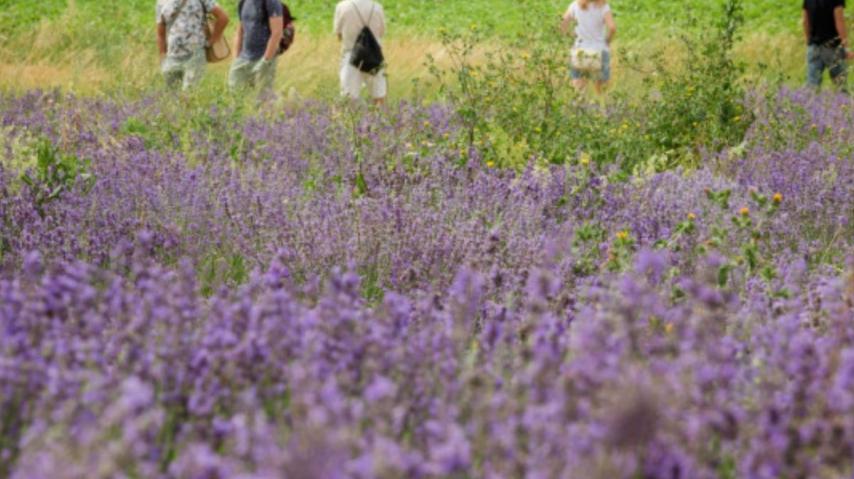 ACTIVITÉ NATURE "UNE BALADE NATURE AU MILIEU DES LAVANDES"