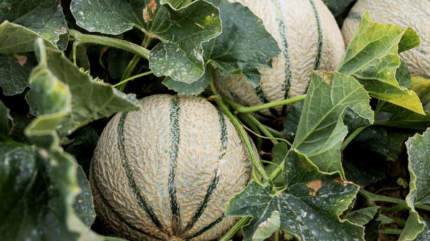 Fête du melon Pezens