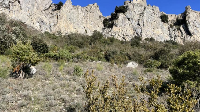 Restauration pelouses méditerranéennes abords Peyrepertuse