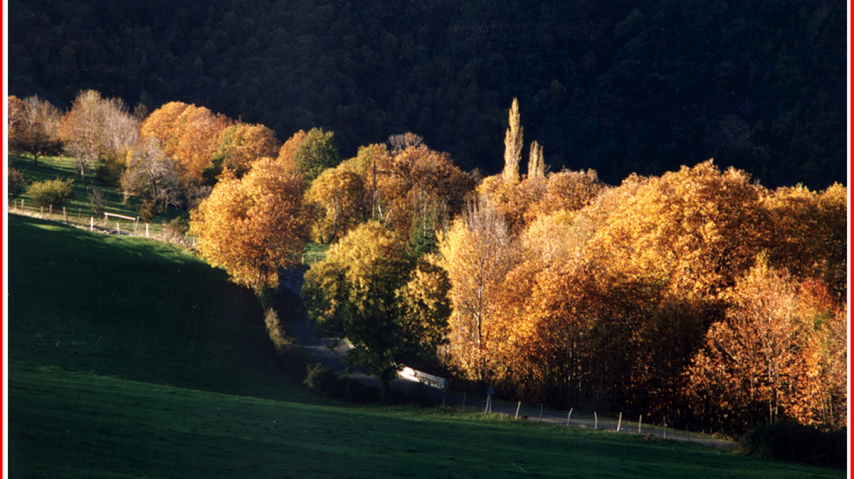 châtaigne.jpg