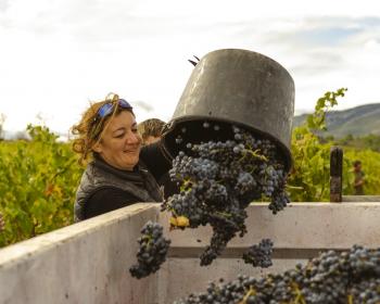 Vendanges dans les vignes de Terre d'expression dans les Corbières